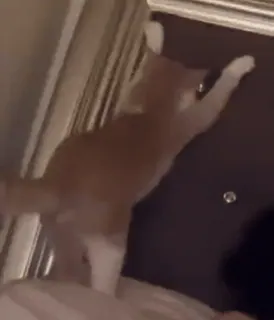 👏 bf8ac46c 고양이, 동물, 집고양이, 애완동물, 고양이과, 생강 고양이 whatsapp sticker