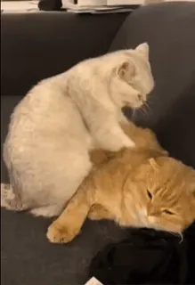 kitties 3 by @norufx whatsapp stickers