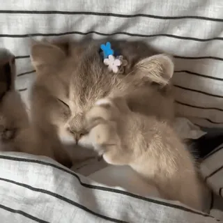 😊 e9982eac 고양이, 새끼 고양이, 자는, 귀여운, 동물, 반려동물, 애완 동물 whatsapp sticker