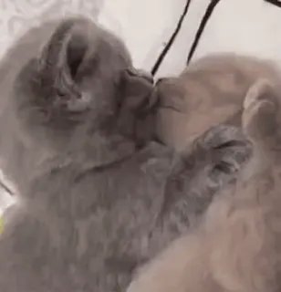 🥰 edbc5d7f 고양이, 키스, 새끼 고양이, 동물, 애정, 귀여운 whatsapp sticker