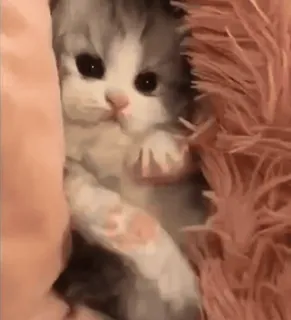 🙂 ee7d4166 새끼 고양이, 고양이, 귀여운, 동물, 애완 동물, 푹신한 whatsapp sticker