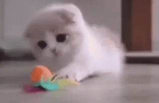 💥 f603944f 고양이, 새끼 고양이, 귀여운, 동물, 애완 동물, 집고양이 whatsapp sticker