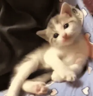 🤚 f83ea61e 새끼 고양이, 고양이, 귀여운, 동물, 애완 동물, 고양이과 whatsapp sticker