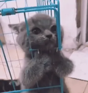 kitties by @norufx whatsapp stickers