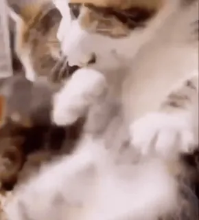 kitties by @norufx telegram stickers