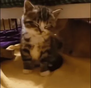 😴 7736ca34 kitten, kat, dier, schattig, huisdier telegram sticker