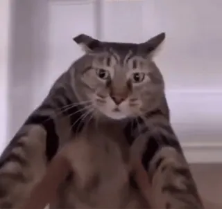 😕 84db5949 kat, dier, schattig, huisdier telegram sticker