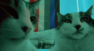 kitties by @norufx whatsapp stickers