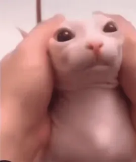 kitties by @norufx telegram stickers