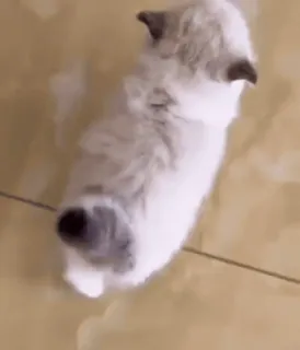 🏃 bcafdfef kat, kitten, lief, dier, huisdier telegram sticker