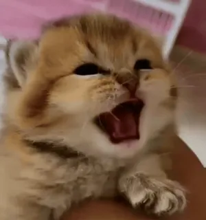 😡 d4b88814 kat, kitten, gapen, schattig, dier telegram sticker