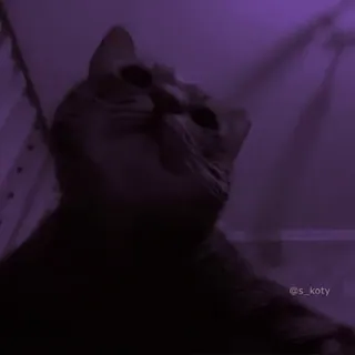 😮 e756b7ef kat, donker, dier, huisdier telegram sticker