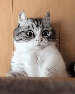 🤭 f6306384 kat, dier, schattig, verrast, ogen telegram sticker