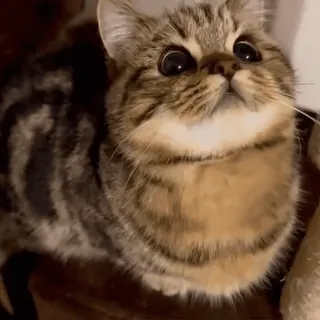 😺 1fe602d6 kat, schattig, huisdier, dier, kitten, huiskat, cyperse kat telegram sticker