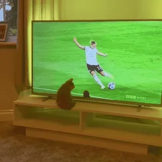 ⚽️ 2aa31a8e BBC SPORT sport, voetbal, tv, kat, tv kijken, American football telegram sticker