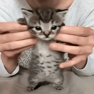 🕺 31553a7a kitten, kat, dier, schattig, huisdier telegram sticker