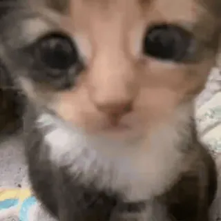 🥺 4a9b7476 kat, kitten, dier, schattig, huisdier telegram sticker