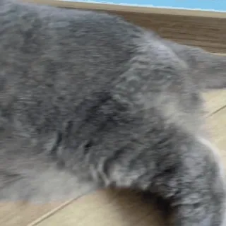 🙀 676ebe0d kat, dier, huisdier, grijs, huiselijk telegram sticker