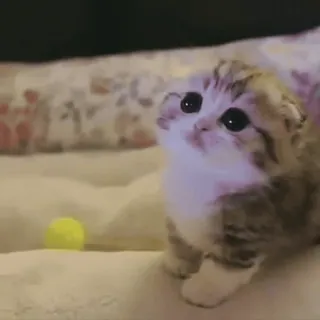 ☺️ 871fe40f kat, kitten, schattig, dier, huisdier, klein telegram sticker