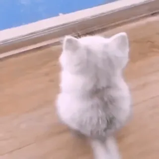 😺 8893b28a kat, kitten, witte kat, huisdier, dier, schattig telegram sticker