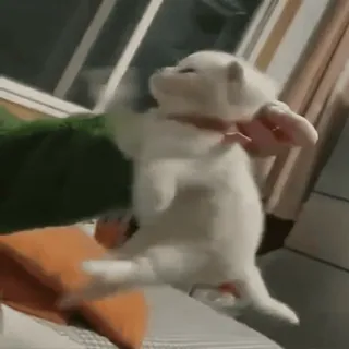 😿 8a653c77 puppy, hond, dier, schattig, wit, huisdier telegram sticker