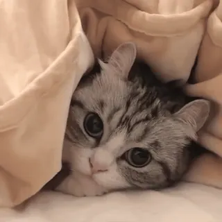 🥰 ab96a67e kat, kitten, schattig, dier, huisdier, deken, gezellig telegram sticker