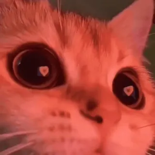 😜 b0387698 kat, dier, huisdier, schattig, katachtig telegram sticker