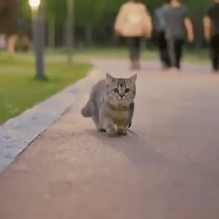 😺 bb5dba38 kat, kitten, dier, huisdier, schattig, lopend, park, gras telegram sticker