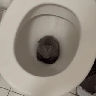 🥺 c1ec3c8e kat, toilet, kitten, water, dier, huisdier, grappig telegram sticker