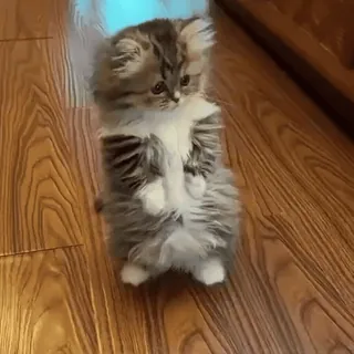 🥺 dfea6072 kat, kitten, schattig, lief, dier, huisdier, harig telegram sticker