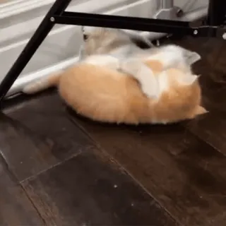 😾 e3351e72 kat, oranje kat, grappige kat, schattig, dier, huisdier telegram sticker