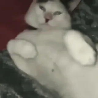 kitty'їs @chirpani whatsapp stickers