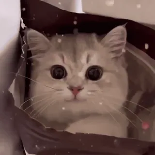 🥰 fa5d7464 kat, kitten, schattig, dier, huisdier, huiselijk, ogen, fluffy telegram sticker