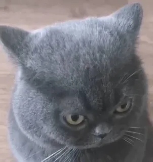 кіти :: @fStikBot whatsapp stickers