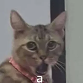 🌟 0a015a84 a 猫, ショック, 動物, 可愛い, ペット telegram sticker