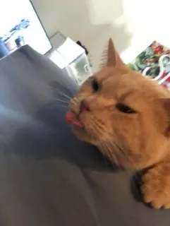 🌟 0dc549f4 猫, 舌, ペット, 動物, オレンジ猫 telegram sticker