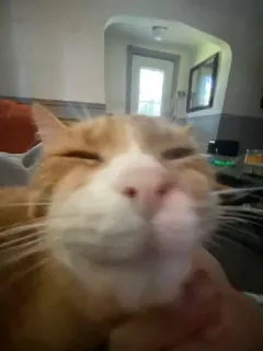 🌟 0ecdd923 猫, ペット, 動物, イエネコ, クローズアップ, かわいい telegram sticker