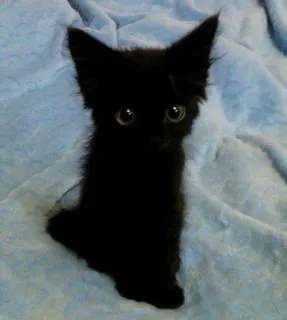 🌟 1aca2da7 猫, 黒猫, 子猫, かわいい, 動物, ペット telegram sticker