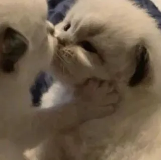 😘 29879d3d 猫, 子猫, 動物, ペット telegram sticker