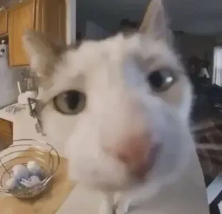 🌟 2b4f15a6 猫, 動物, ペット, 哺乳類 telegram sticker