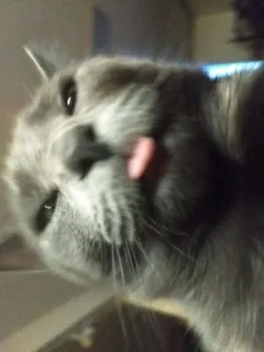 кіти :: @fStikBot telegram stickers