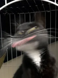 кіти :: @fStikBot whatsapp stickers