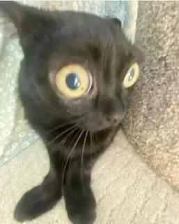 🌟 5701e0b1 猫, 黒猫, 目, びっくり, 動物, ペット telegram sticker