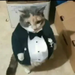 🌟 631d4c76 猫, タキシード, フォーマル, 動物, ペット, かわいい telegram sticker