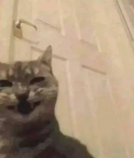 🌟 70b67688 猫, 動物, ミーム, 面白い, ペット telegram sticker