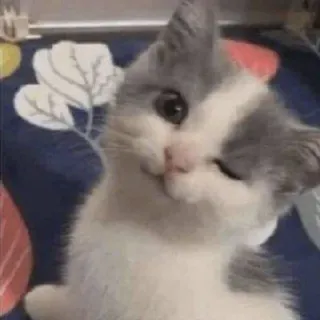 🌟 7ac8d1f2 猫, 子猫, 動物, かわいい, ペット telegram sticker