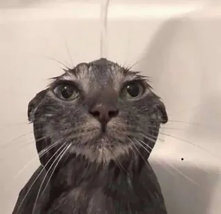 🌟 8c86f78d 猫, 濡れた, 動物, お風呂, シャワー, ペット telegram sticker