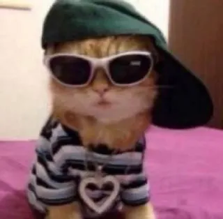 🌟 b12d4d45 猫, 動物, ペット, サングラス, 帽子, ファッション telegram sticker