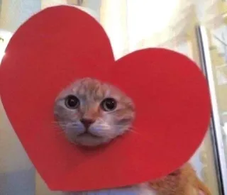 🌟 b8b1168e 猫, ハート, ペット, 動物, 可愛い, 愛, バレンタイン, ステッカー telegram sticker