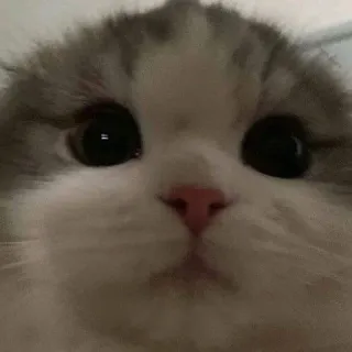 🌟 bcea16b0 猫, 動物, 子猫, 可愛い telegram sticker